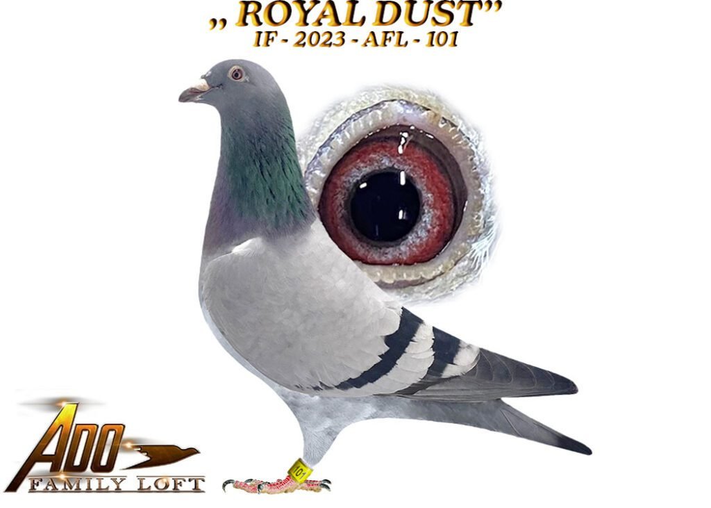 ROYAL DUST FINAL