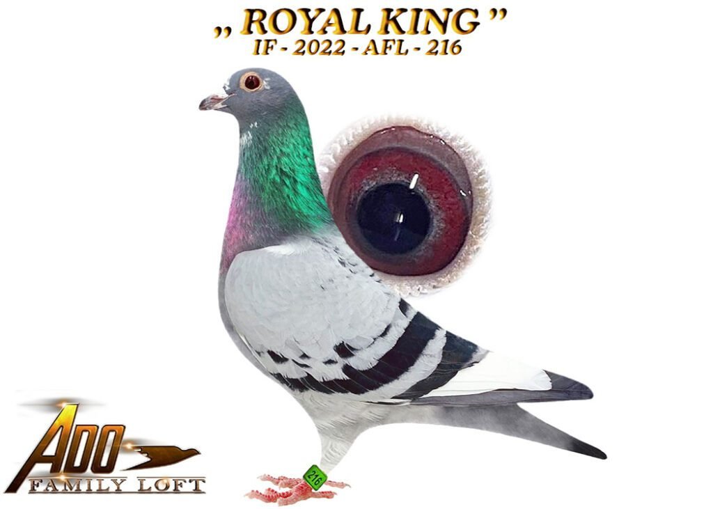 ROYAL KING FINAL