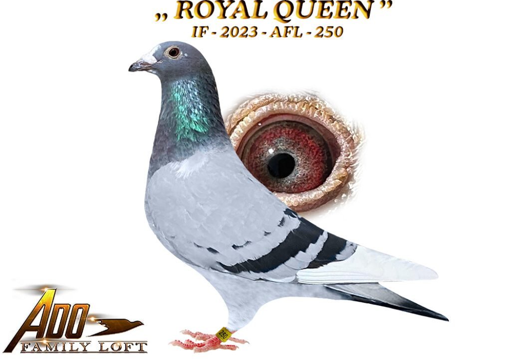 royal queen final